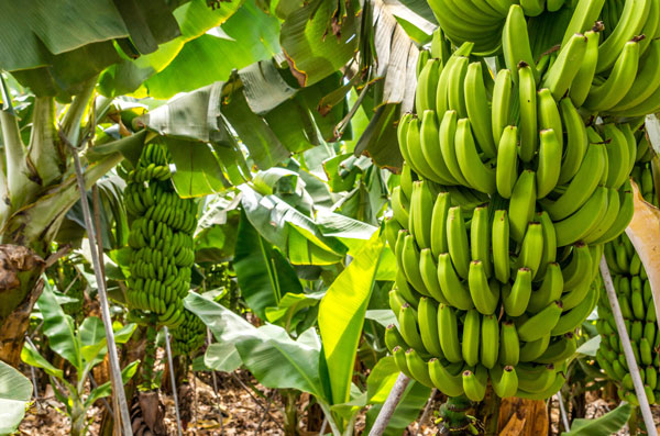 EDEKA Sven Krause, Fehmarn, Blog, Banane, Shake, Sommer