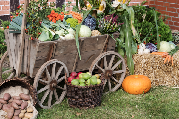 EDEKA Sven Krause, Fehmarn, Blog, Regionalität, Erntedank, Fehmarn-Gemüse, Spitzkohl, Kohlrabi, Kohl, Weißkohl