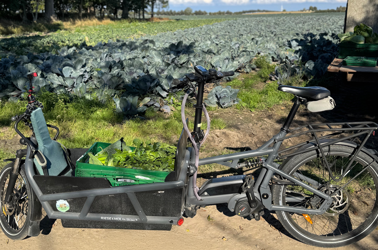 EDEKA Sven Krause, Fehmarn, Blog, Erntedank, Spitzkohl, Kohlrabi, Weißkohl