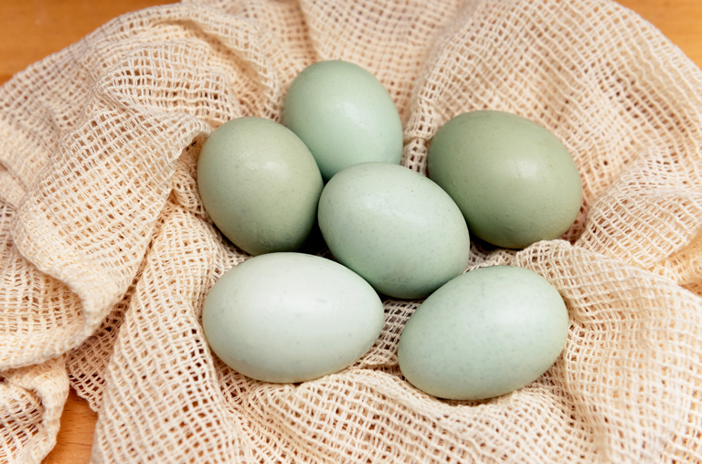 Das Ei übernimmt die Bühne