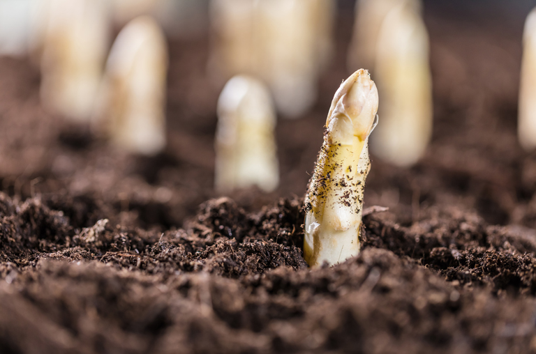 Das Duell der Stangen