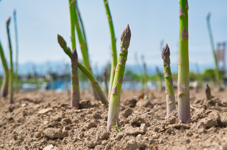 Das Duell der Stangen